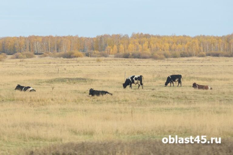 «Курганский фермер может вернуть грант из-за 12 пропавших коров породы абердин-ангусская»